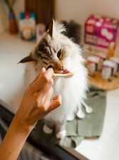 The Honest Kitchen Preview