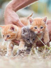 Spot Pet Insurance Preview