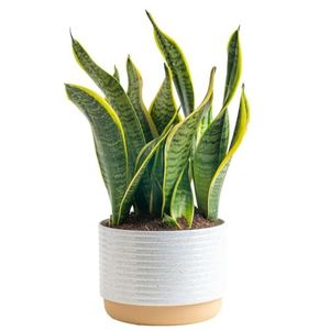 COSTA FARMS Preview