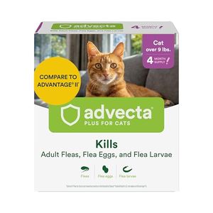 ADVECTA Preview