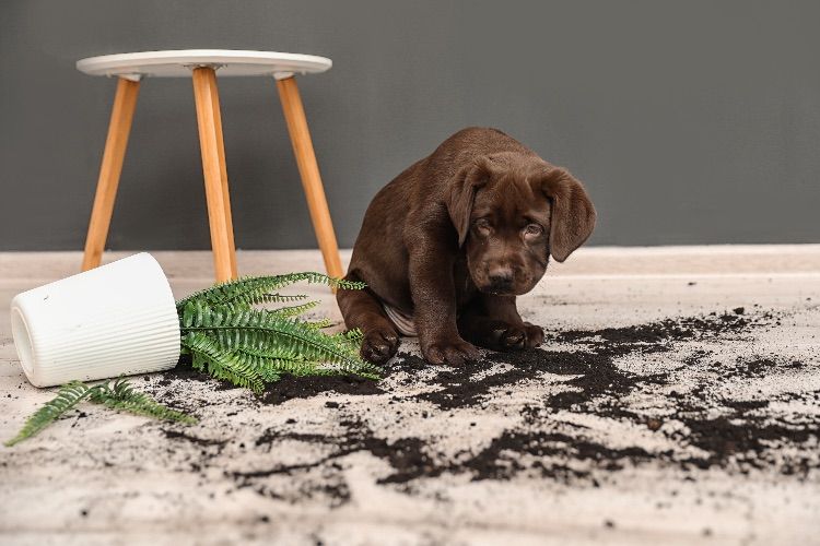 3 Reasons to Get Pet Insurance for Your New Puppy