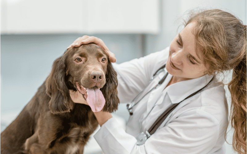 vet examining a dog