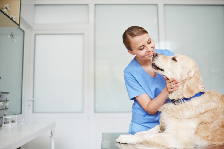 Best Pet Insurance for Labrador Retrievers