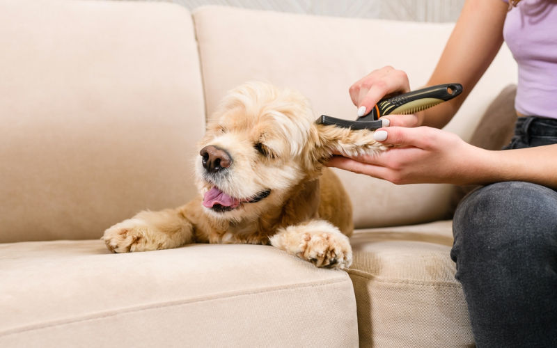 girl brushing cocker spaniel
