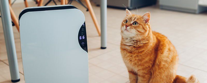 Cat next to air purifier