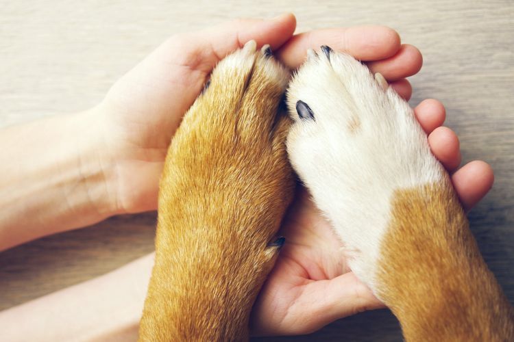 3 Reasons to Get Pet Insurance for Your New Puppy