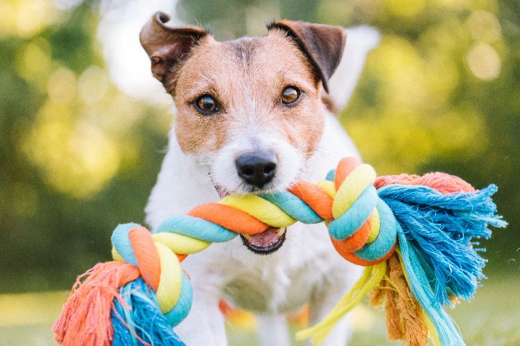 Treat Your Dog To Maximum Enjoyment With BarkBox