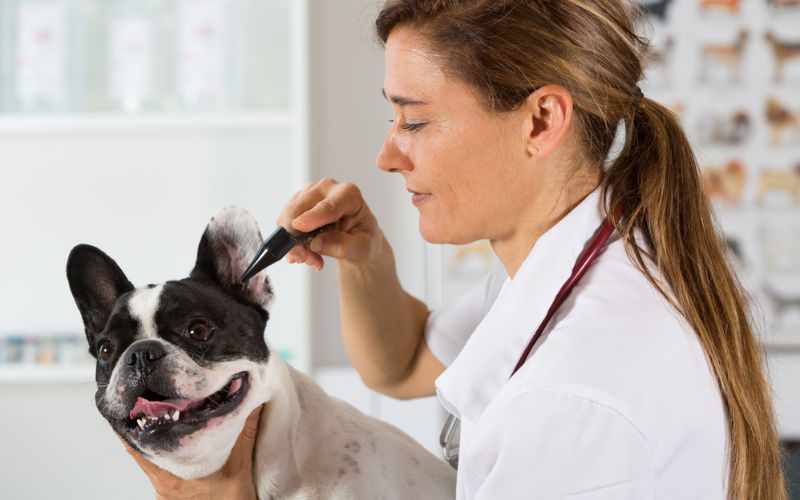 bulldog getting ears examined at vet