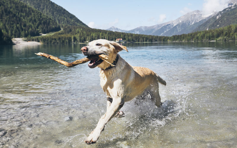labrador retriever running through water with a stick in his mouth