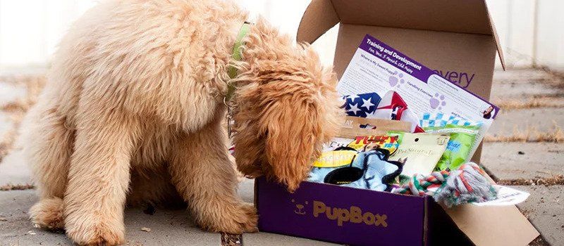 Puppy opens new PupBox