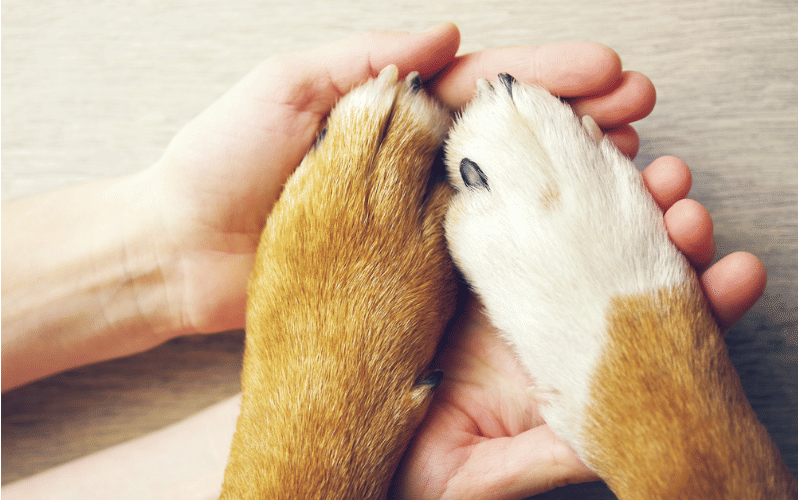 closeup of dog paws on top of human hands