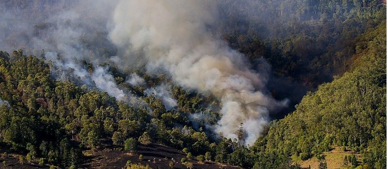forest fire