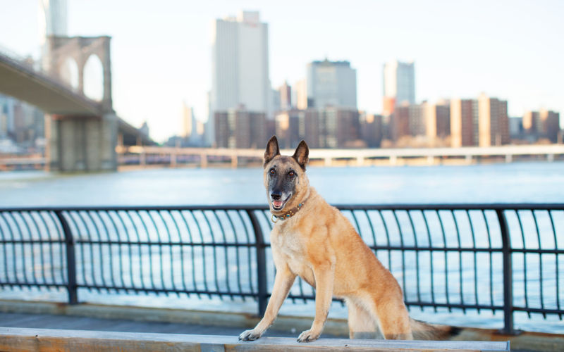 dog on bench near brooklyn bridge