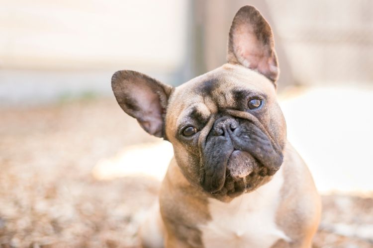 Best Pet Insurance for Bulldogs