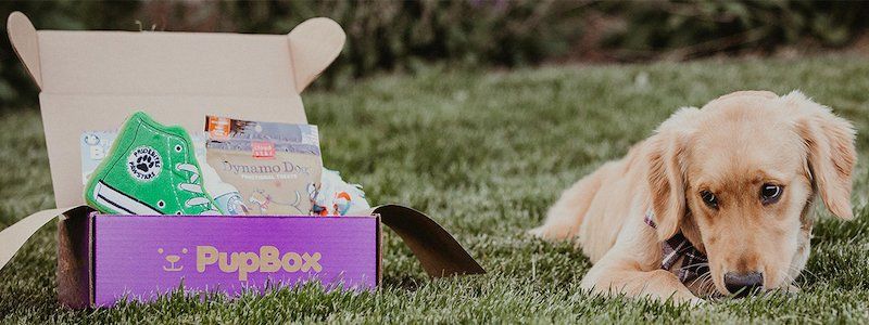 Golden Retriever puppy next to PupBox box