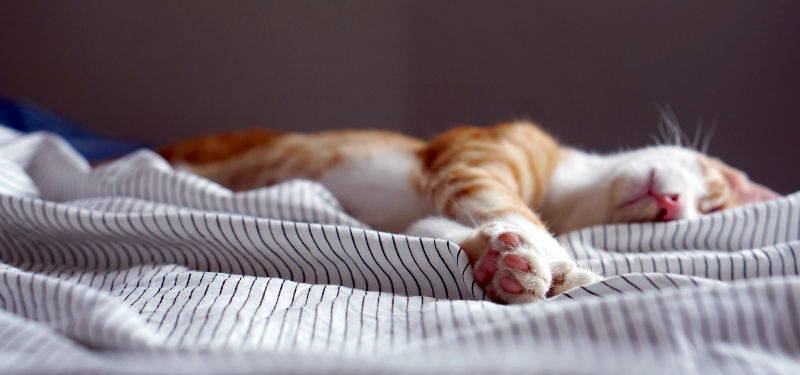 orange cat sleeping on bed sheets