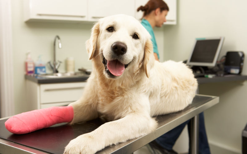 dog with bandaged paw at vet