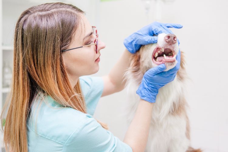 Why Your Dog Needs BARK Bright