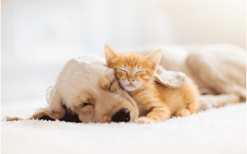 puppy and kitten sleeping together