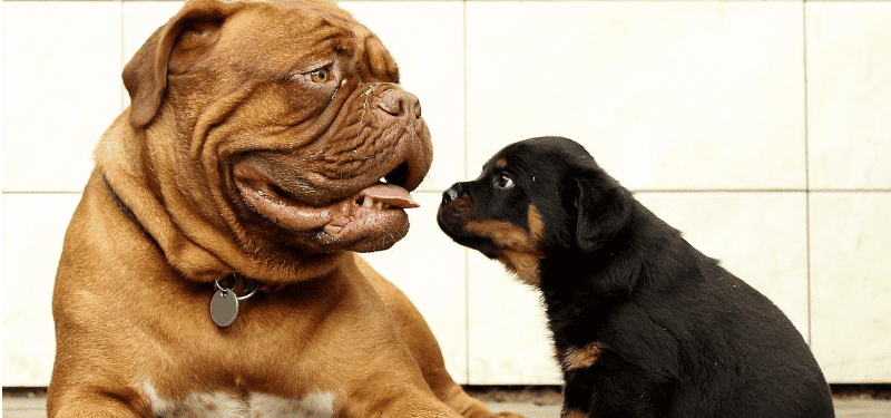 2 dogs looking at each other