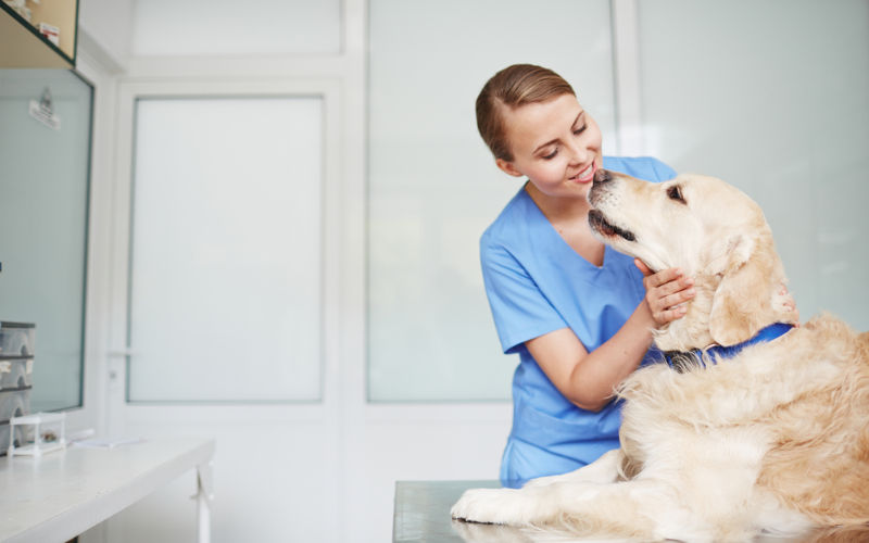 labrador retriever getting checkup from vet