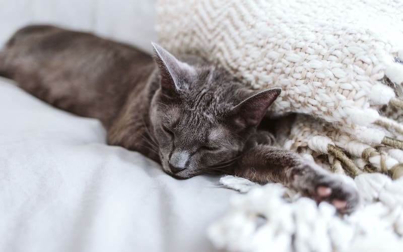 Gray cat sleeps on white knitted blanket