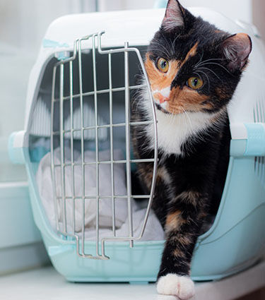cat stepping out of a crate