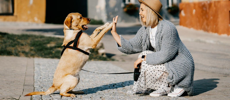 woman high-fiving her dog