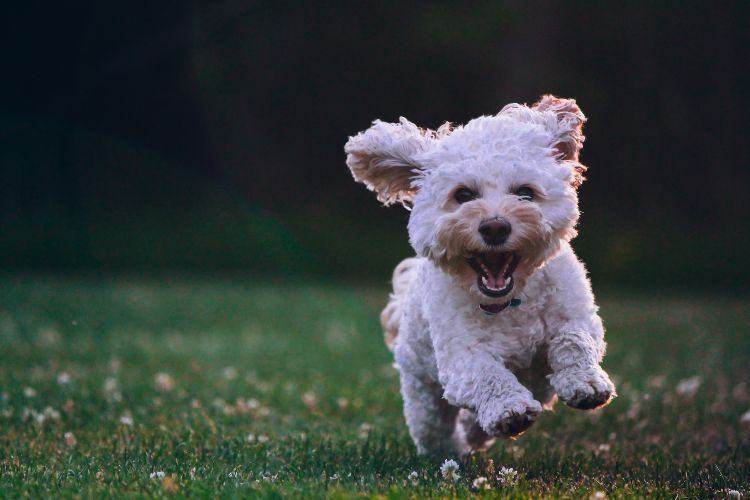 3 Reasons to Get Pet Insurance for Your New Puppy