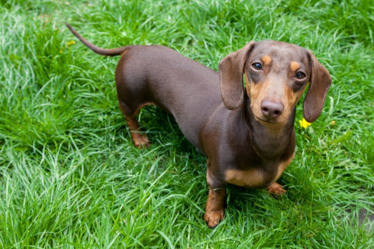 Best Pet Insurance for Dachshunds