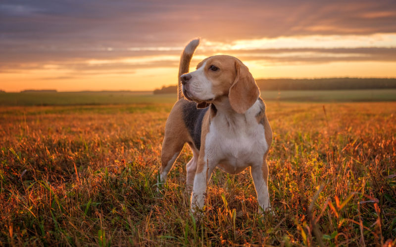 beagle standing in a field during sunset