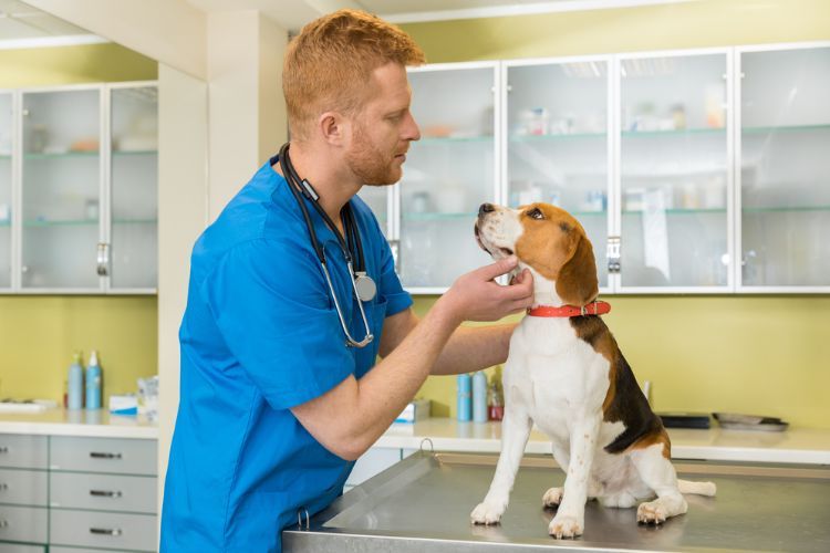 Best Pet Insurance for Beagles