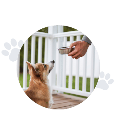dog about to be fed