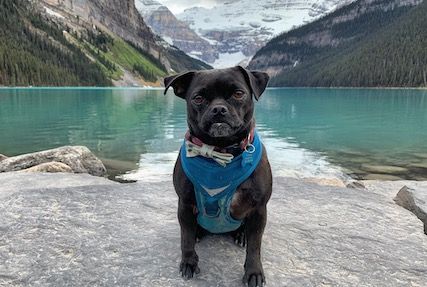 A Pet Subscription Box: Finding New Products for Your Pet