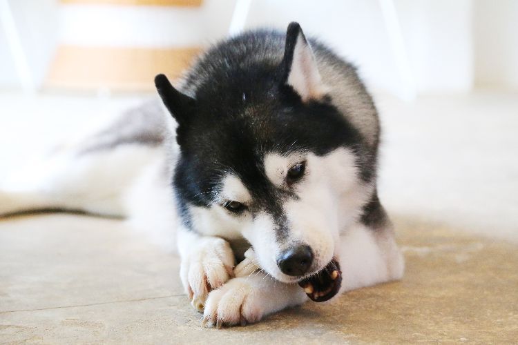 Gift Your Dog All The Fun With Super Chewer