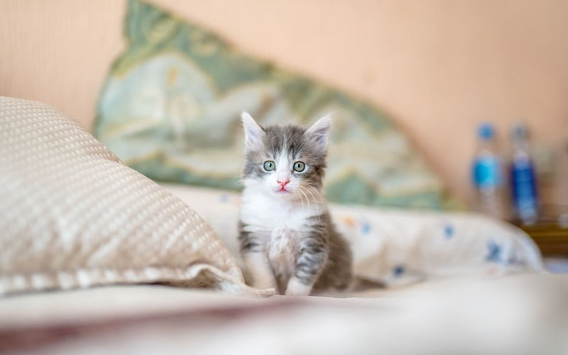 Kitten looks at camera while sitting on top of bed