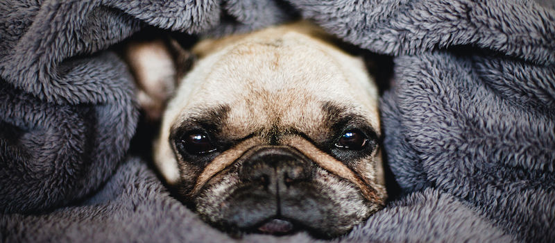 French bulldog wrapped with a plush grey blanket