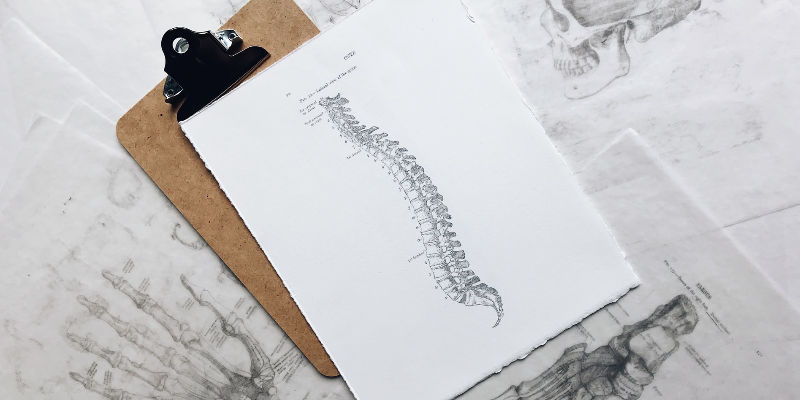 drawing of spinal cord