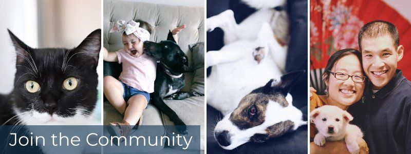 Four frames of pets and pet owners with caption "Join the Community"