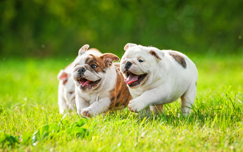 bulldog puppies running outside