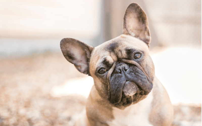 french bulldog