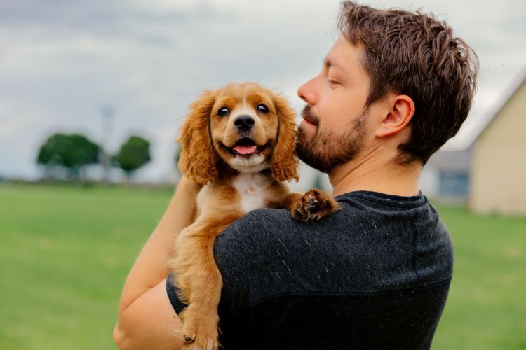 Best Pet Insurance for Cocker Spaniels