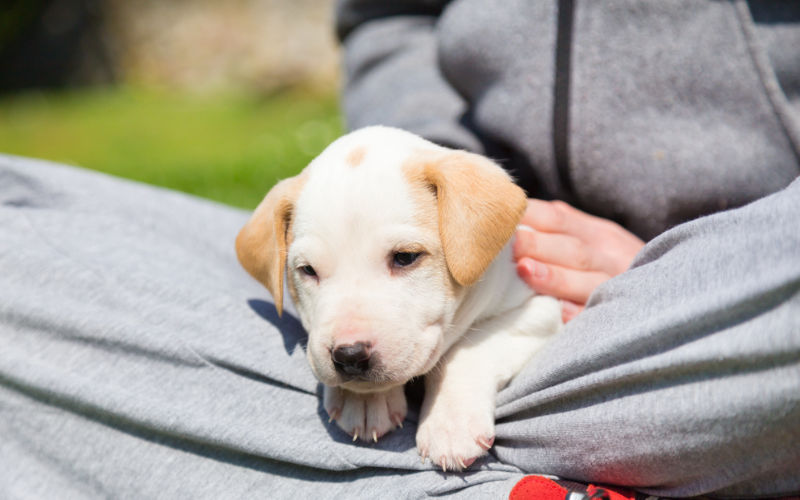 puppy in girl's lap