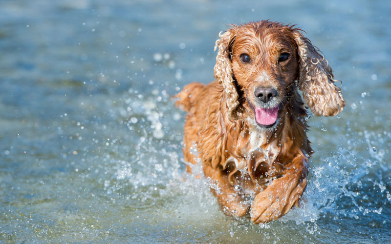 cocker spaniel running in water